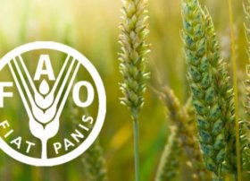 FAO: Avqustda Dünya Ərzaq Qiymətləri Sabit Qaldı – Ət və Şəkər Bahalaşdı, Taxıl Ucuzlaşdı