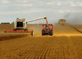 FAO: 2025/26 Mövsümündə Dünya Taxıl İstehsalı Rekord Səviyyəyə Çatacaq