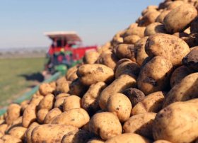 Çin Rusiyaya kartof ixracını artırıb – Avqust ayında ixracat 58,6 milyon dollara çatıb
