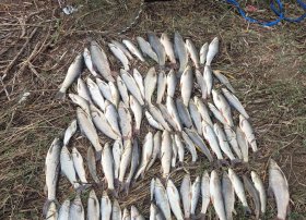 Mingəçevir su anbarı və Kür çayında qanunsuz balıq ovu faktları aşkarlanıb