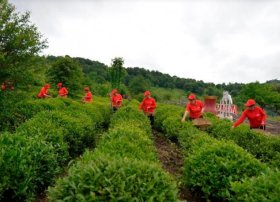 Azərbaycanda çay istehsalı azalıb, ixrac isə artıb