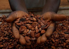 Kakao qiymətləri 3,2% ucuzlaşdı