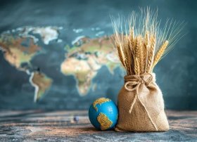 Dünya üzrə buğda istehsalı rekord həddə çatıb