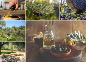 Türkiyədə zeytun və zeytun yağı mövsümü turistləri cəlb edir
