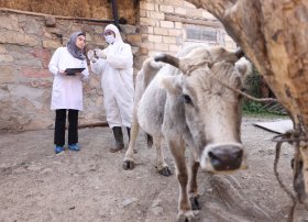 &ldquo;Daşkəsən və Göygöl rayonlarında aqrar inkişafa dəstək&rdquo; layihəsi uğurla davam etdirilir