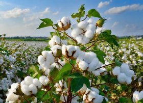 Azərbaycanda pambıq mahlıcı istehsalı artıb