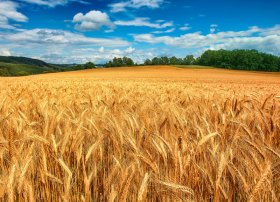 2025/26 mövsümündə rekord taxıl məhsulu gözlənilir