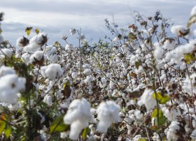 Azərbaycanda pambıq yığımında rekord göstəricilər əldə olunur