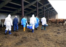 Bölgələrdə SAT-1 serotipinə qarşı peyvəndləmə davam edir