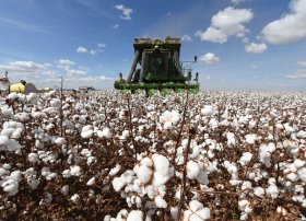Azərbaycanda pambıq yığımında son göstəricilər açıqlanıb: 2000-ci ildən bəri rekord məhsuldarlıq