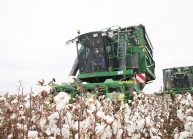 2026-cı il üçün pambıq subsidiyalarında artım