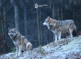 Aqrar Sığorta Fondu təsərrüfatlara vəhşi heyvan hücumları ilə bağlı fermerlərə çağırış edib