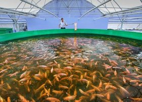 2026-cı ildən balıqçılıq sahəsi kənd təsərrüfatı vergi güzəştlərindən yararlanacaq