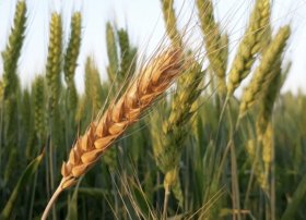 Rusiya fermerləri aqrar sektorda yüksək nəticə göstərib