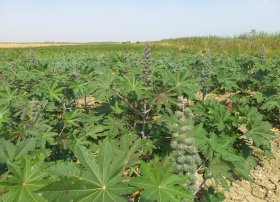 Kənd Təsərrüfatı Nazirliyi ENI və SOCAR-la birgə yağlı bitkilər üzrə layihəyə start verib