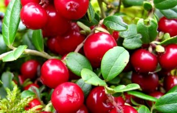 Alimlər təzyiq xəstələri üçün ən faydalı içkini elan etdi