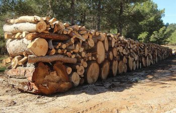 Nazirlik qanunsuz yolla meşə materialı daşıyan şəxsi cərimələdi