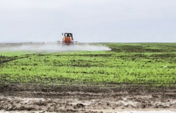 Payızlıq taxıl əkini sahələrində zərərvericilərə qarşı mübarizə tədbirləri davam etdirilir