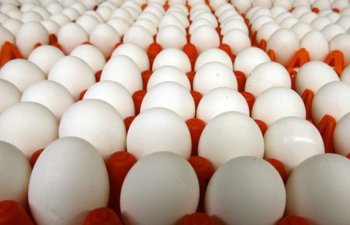 Yumurta istehsal edəcək yeni quşçuluq müəssisəsi tikilir