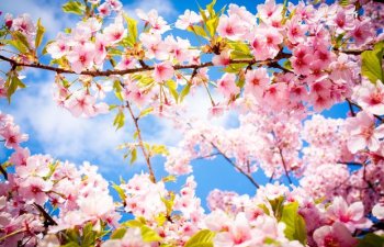 İstirahət günlərinə olan HAVA PROQNOZU