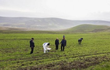 Taxıl əkini sahələrində zərərvericilərə qarşı mübarizə tədbirləri davam etdirilir