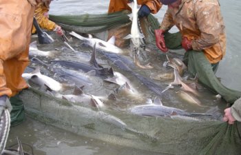 “Balıq ovlamaqdan balıq yetişdirməyə keçəcəyik” - MÜSAHİBƏ