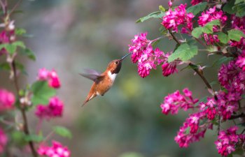 Sabah Azərbaycana yaz fəsli daxil olacaq
