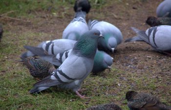 Nazirlik qumruların kütləvi ölümü ilə bağlı məsələyə münasibət - RƏSMİ