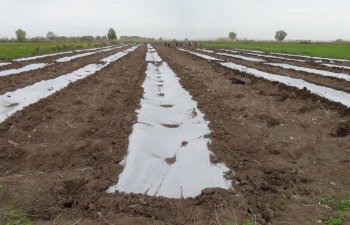 Saatlıdan olan fermerlər bu il örtükaltı bostan əkininə üstünlük verirlər