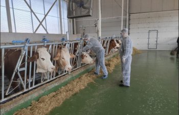Azərbaycanda dabaq xəstəliyinə qarşı peyvəndləmə tədbirləri görülür