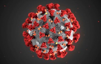 Virusa qarşı virus yaradılıb