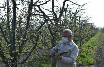 Karantin dövründə təsərrüfata necə qulluq etmək olar? - FOTO