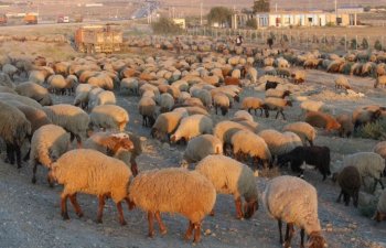 Heyvandarlığın ən gəlir gətirən biznesi