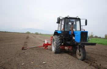 Sabirabadlı “ağ qızıl” ustaları bu mövsüm 9 min hektardan çox sahədə pambıq becərəcəklər