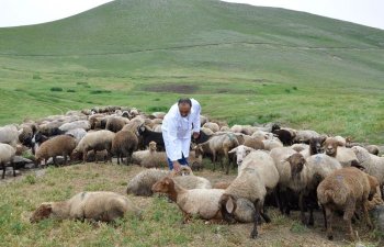 Baytarlıq sahəsində həyata keçirilən xidmətlər təkmilləşdirilir