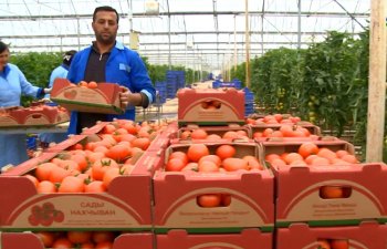 Nümunəvi ailə təsərrüfatı hər il istixanadan 4 tona yaxın məhsul götürür