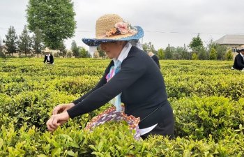Lənkəranda mövsümün ilk yaşıl çay yarpağının yığımına başlanılıb - FOTO