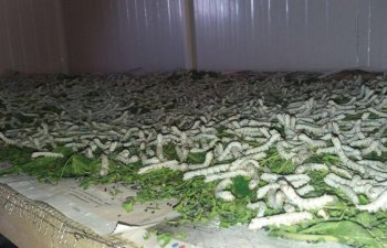 Bu mövsüm İmişlidə barama istehsalı bu qədər istehsal olunacaq