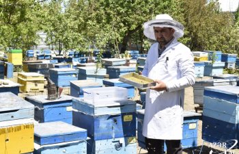 Arının baldan da faydalı məhsulu – çiçək tozu FOTO