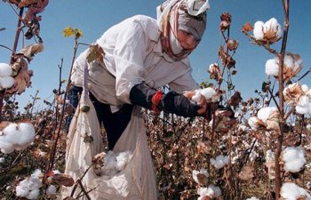 Azərbaycanda pambıqçılıq və tütünçülüyün inkişafı ilə bağlı bu nazirliklər təkliflər hazırlayacaq