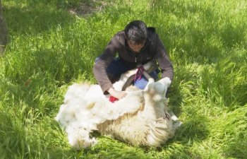 Cehiz yığanların NƏZƏRİNƏ - Yun qırxımı başlandı - FOTO