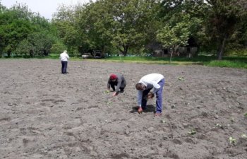 Zaqatala Dövlət Sort Sınaq Məntəqəsində yeni tütün sortunun sınağı aparılır