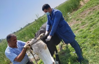 Mal-qara və quşlar arasında profilaktik peyvəndləmə tədbirləri aparılır