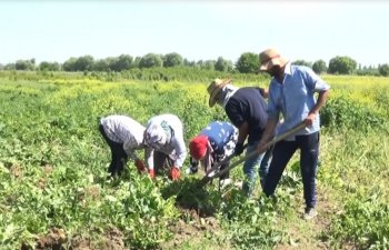 Şərur rayonunda kartof yığımına başlanılıb