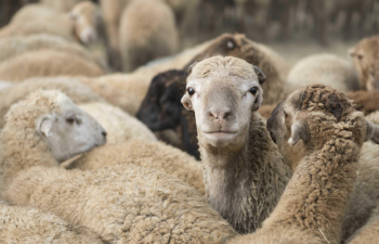 Qurban bayramı ilə əlaqədar Tədbirlər Planı hazırlanır