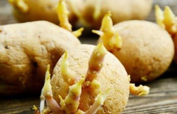 Kartofun yaşıl olması təhlükəlidirmi?