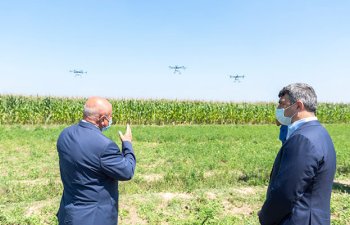 Azərbaycanda qarğıdalı sahələri ilk dəfə dronlar vasitəsilə dərmanlandı - Fotolar