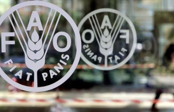 FAO: Dünyada ərzaq məhsullarının bahalaşması davam edir