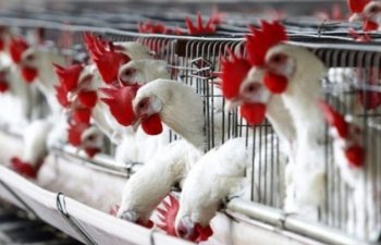 Doqquz ayda diri çəkidə 51,8 min ton quş əti istehsal edilib