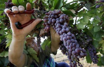 Plantasiyalardan 4347 ton üzüm yığılıb